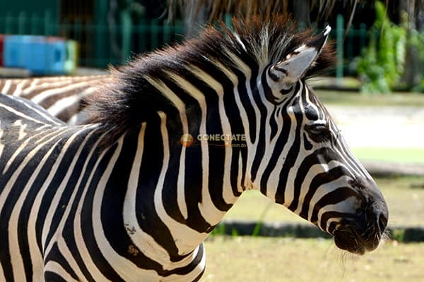 31 de Enero Día Internacional de la Cebra