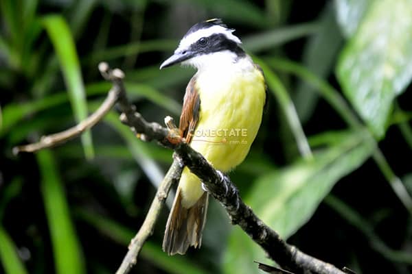 26 de Enero Día Mundial de la Educación Ambiental
