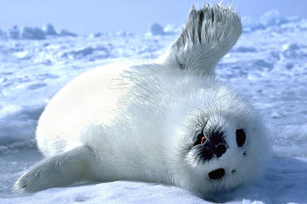 Día Mundial contra la Matanza de Focas