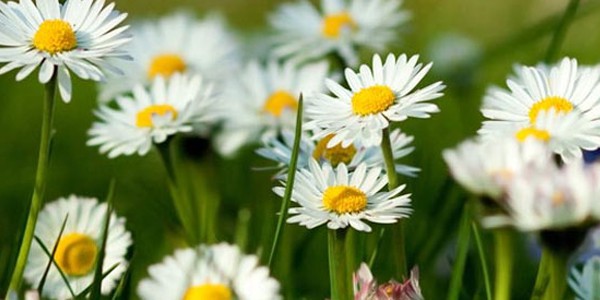 Inicia la Primavera: La Mejor Aliada de la Naturaleza y del Amor