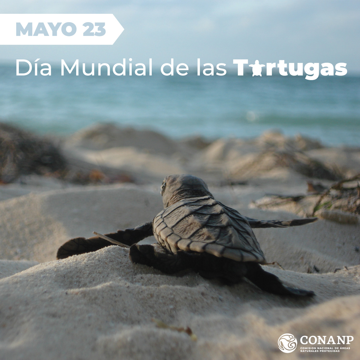 23 de Mayo Día Mundial de la Tortuga
