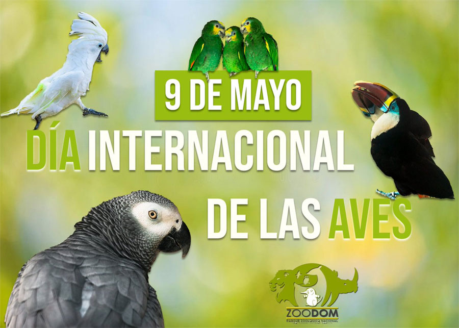 9 de Mayo Día Internacional de las Aves